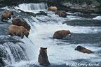 Eight Brooks Bears