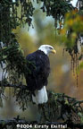 Haines Bald Eagle
