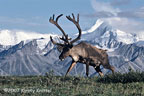 Caribou With Mt. Brooks