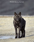 Black Wolf Pup